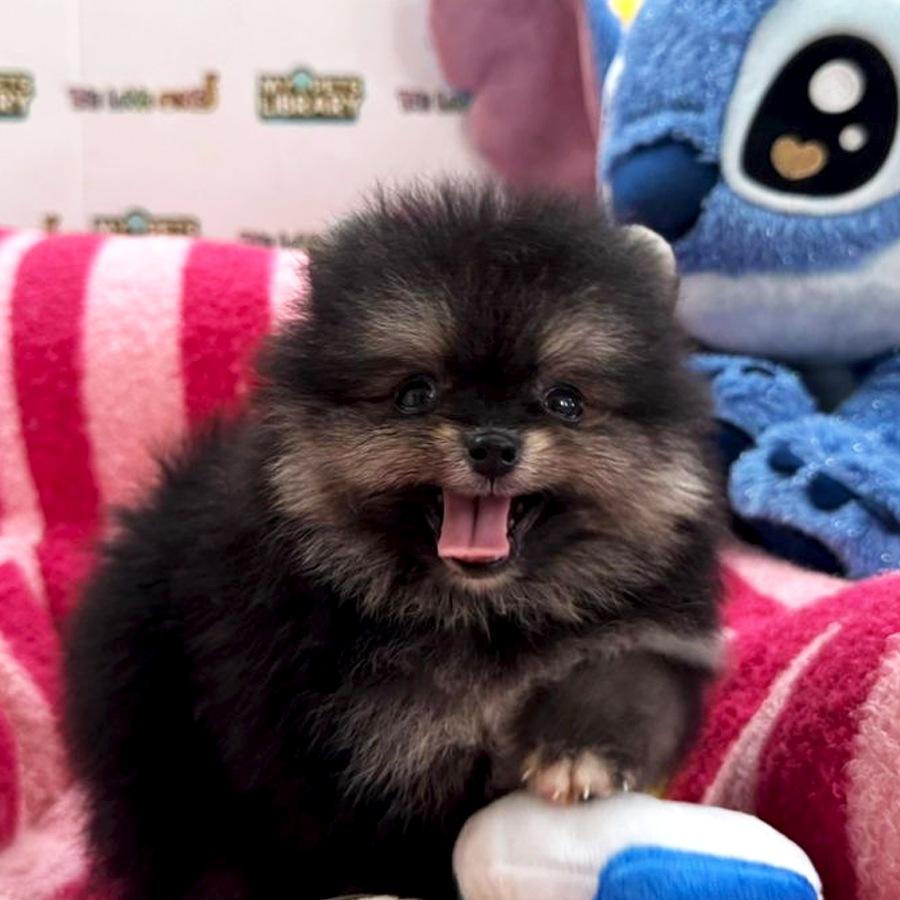 Tiny Pomeranian Puppy