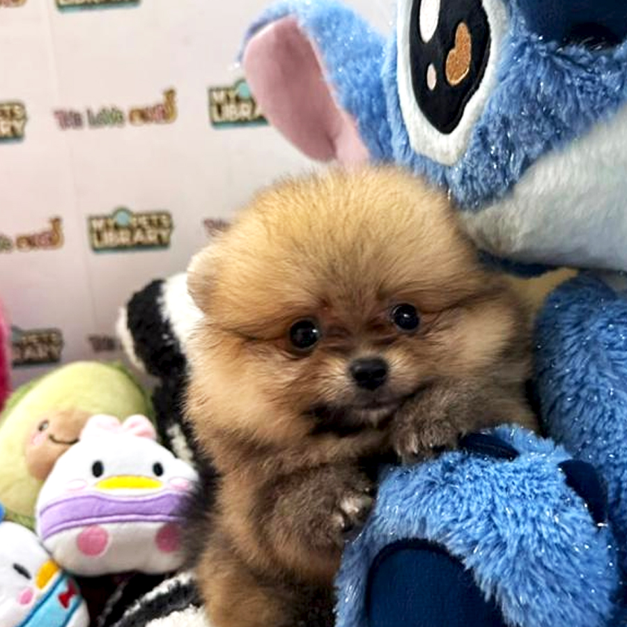 Tiny Pomeranian Puppy