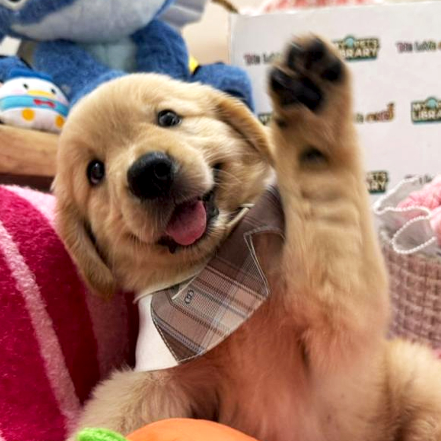 Golden Retriever Puppy