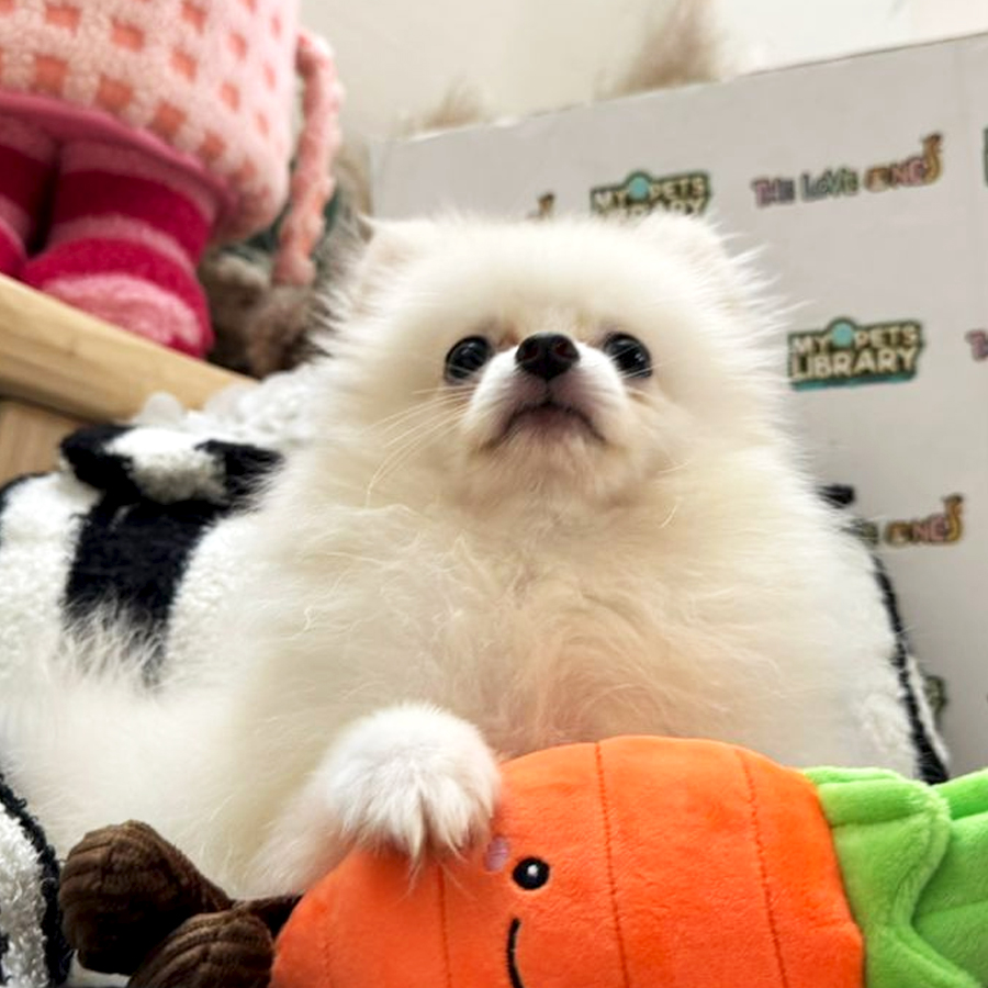 Tiny Pomeranian Puppy