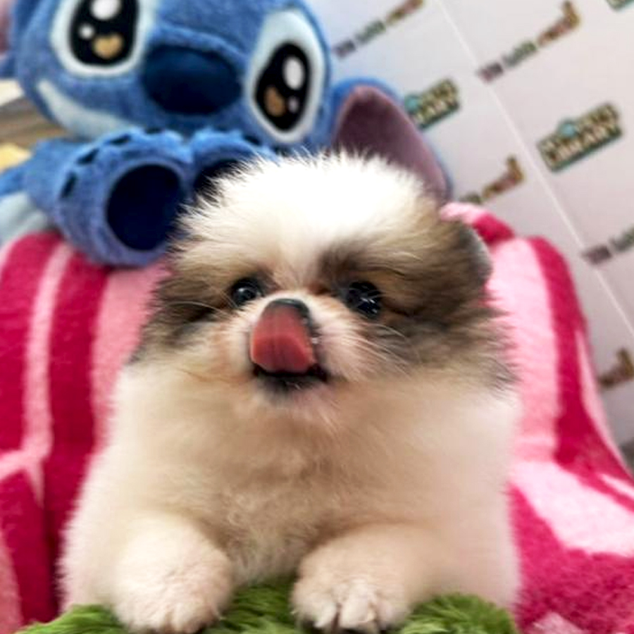 Tiny Pomeranian Puppy