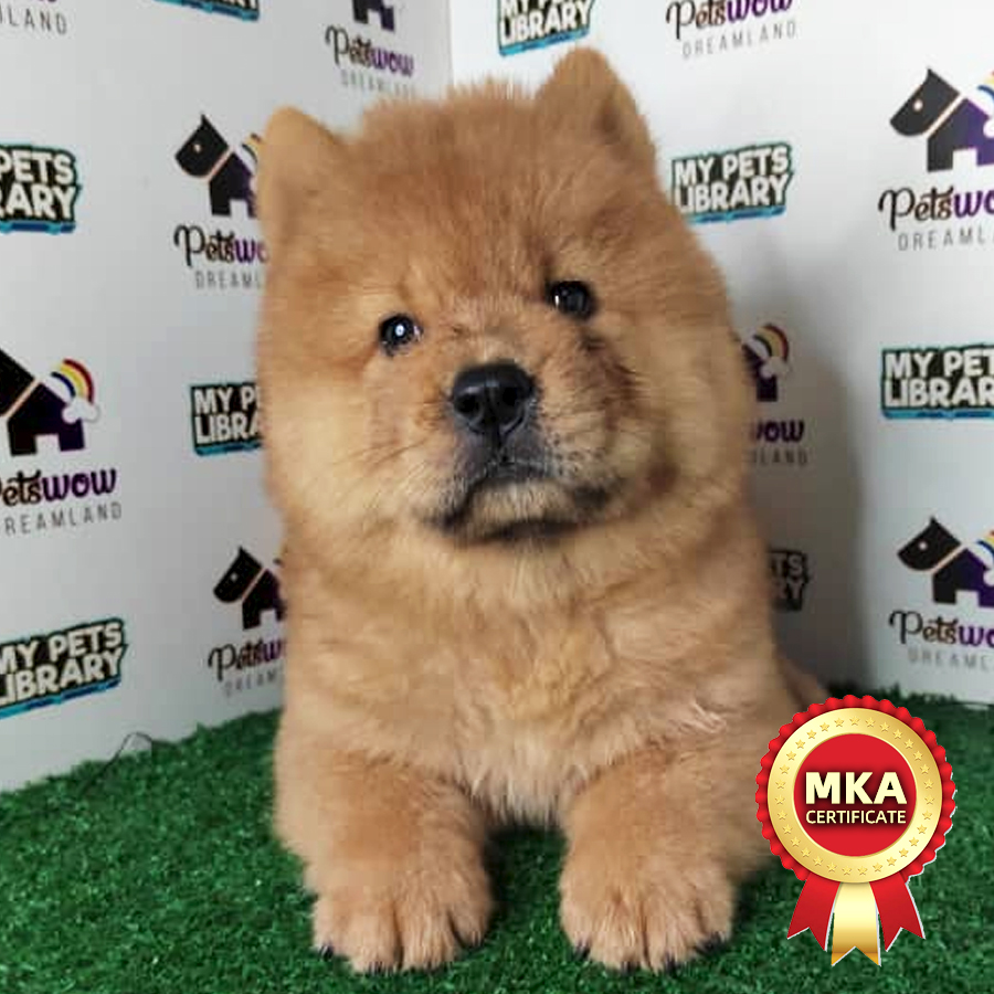 Chow Chow Puppy