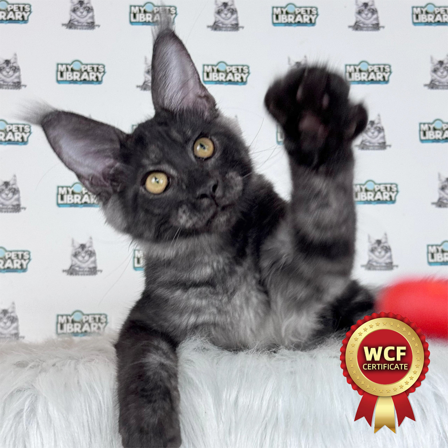 WCF Maine Coon Kitten