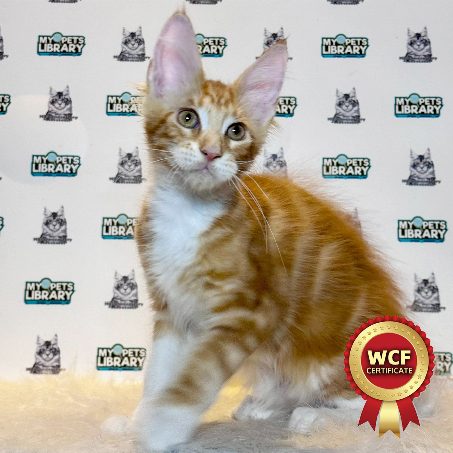 WCF Maine Coon Kitten