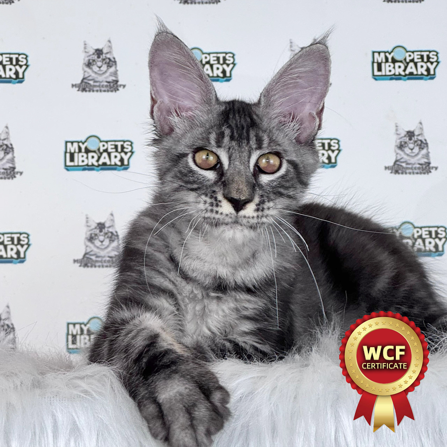 WCF Maine Coon Kitten