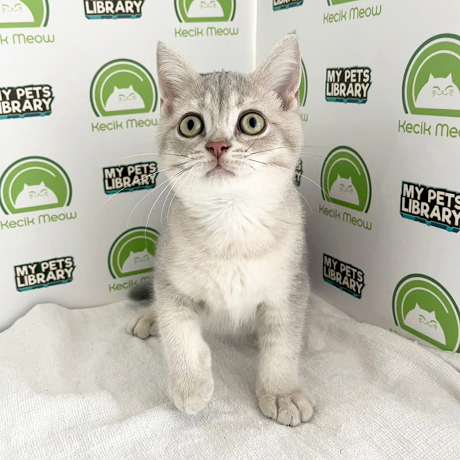 British Shorthair Kitten