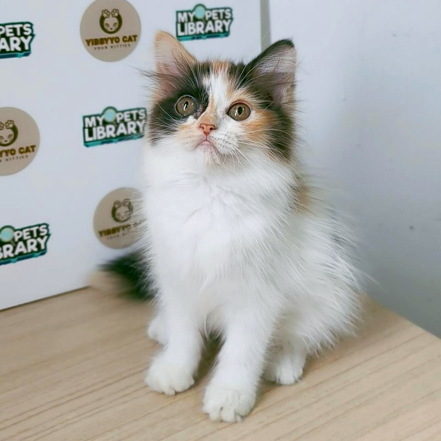 Siberian Kitten
