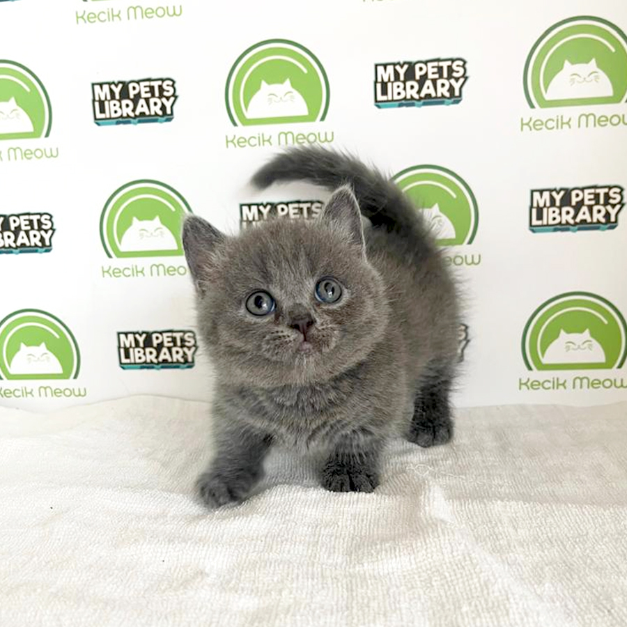 Munchkin Kitten