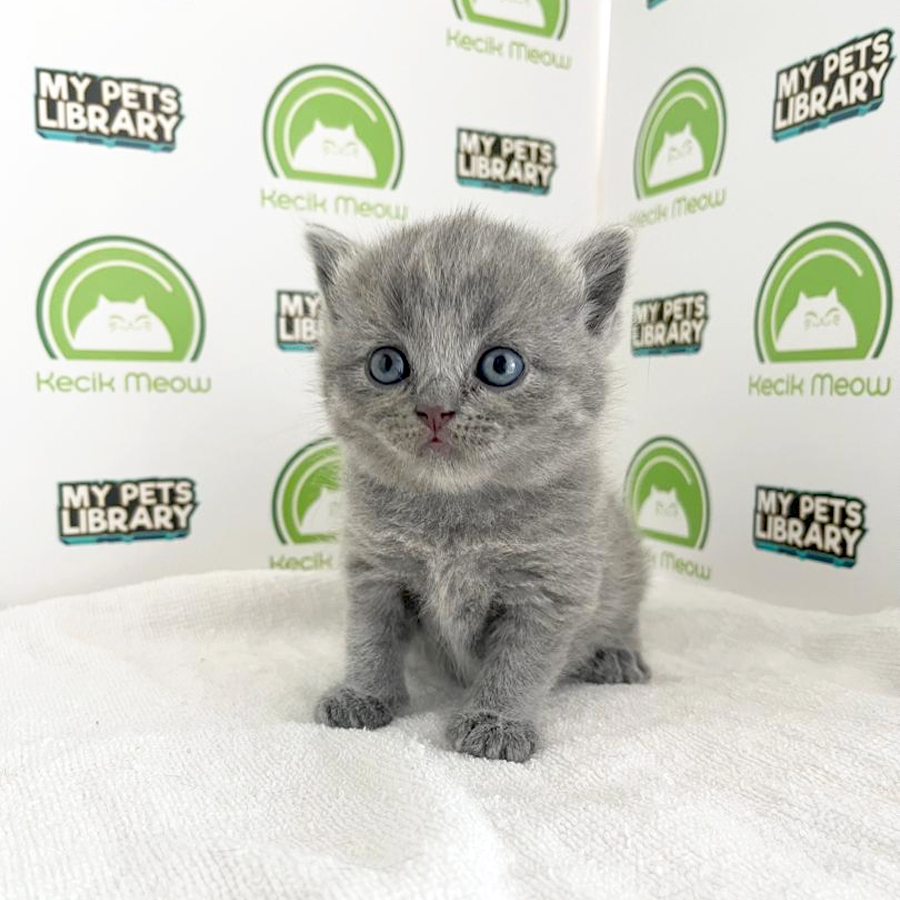 British Shorthair Kitten