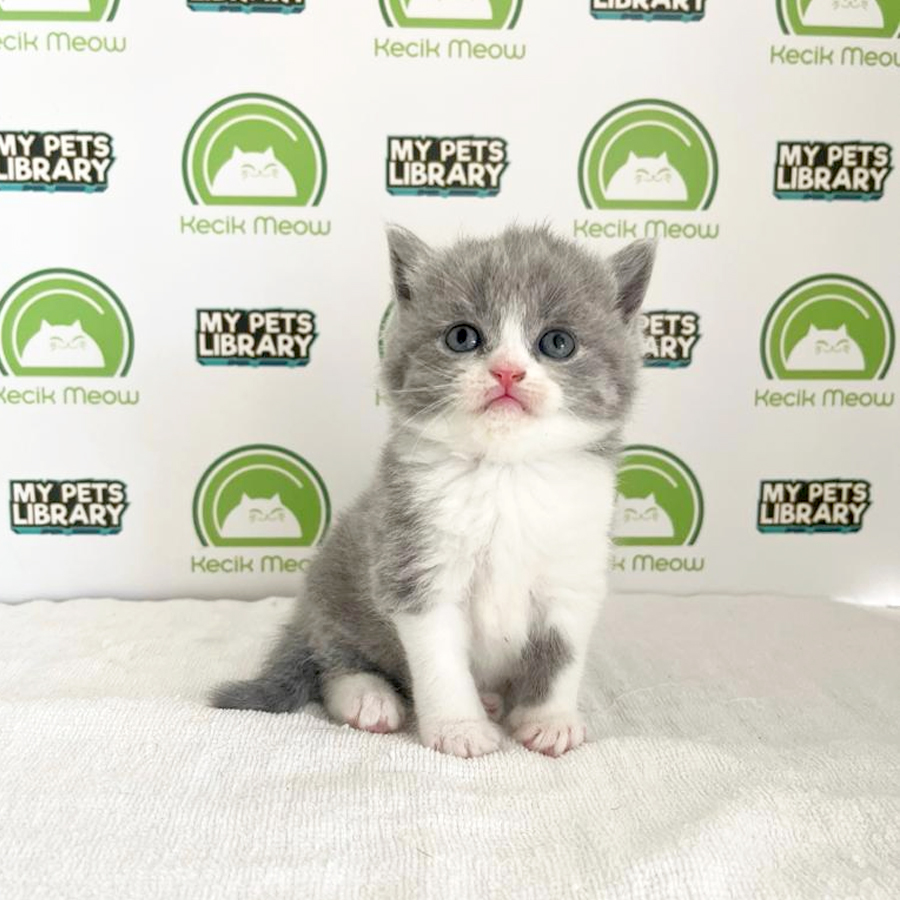 British Shorthair Kitten