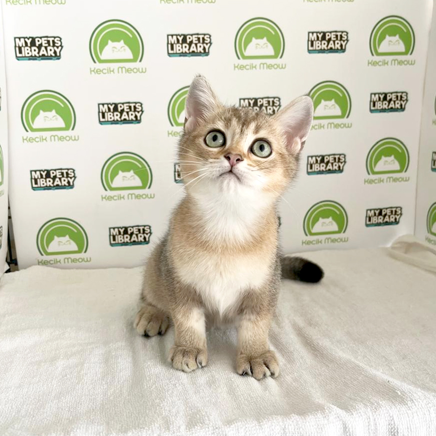 British Shorthair Kitten