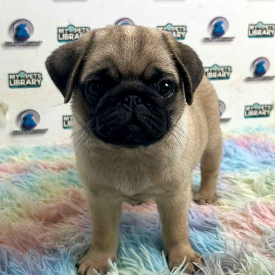 Pug Puppy