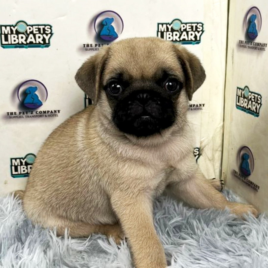 Pug Puppy