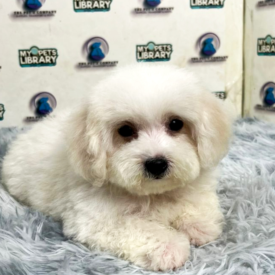 Maltipoo Puppy