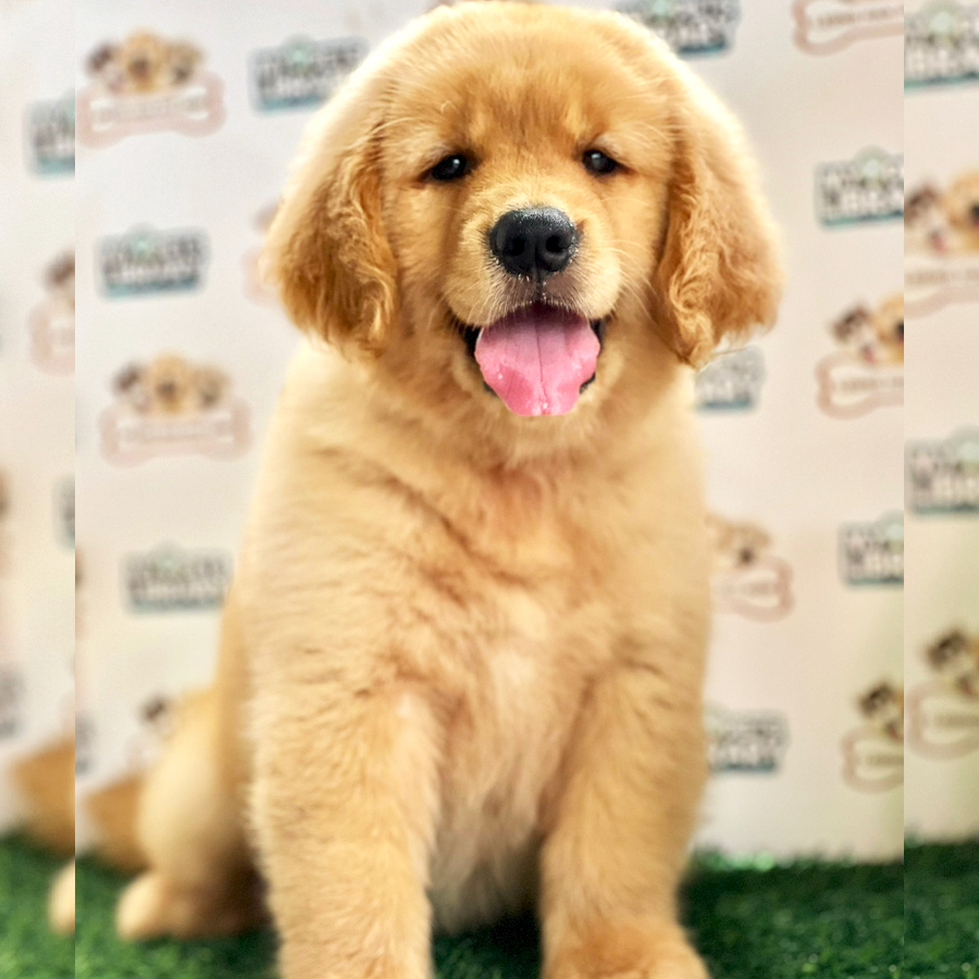 Golden Retriever Puppy