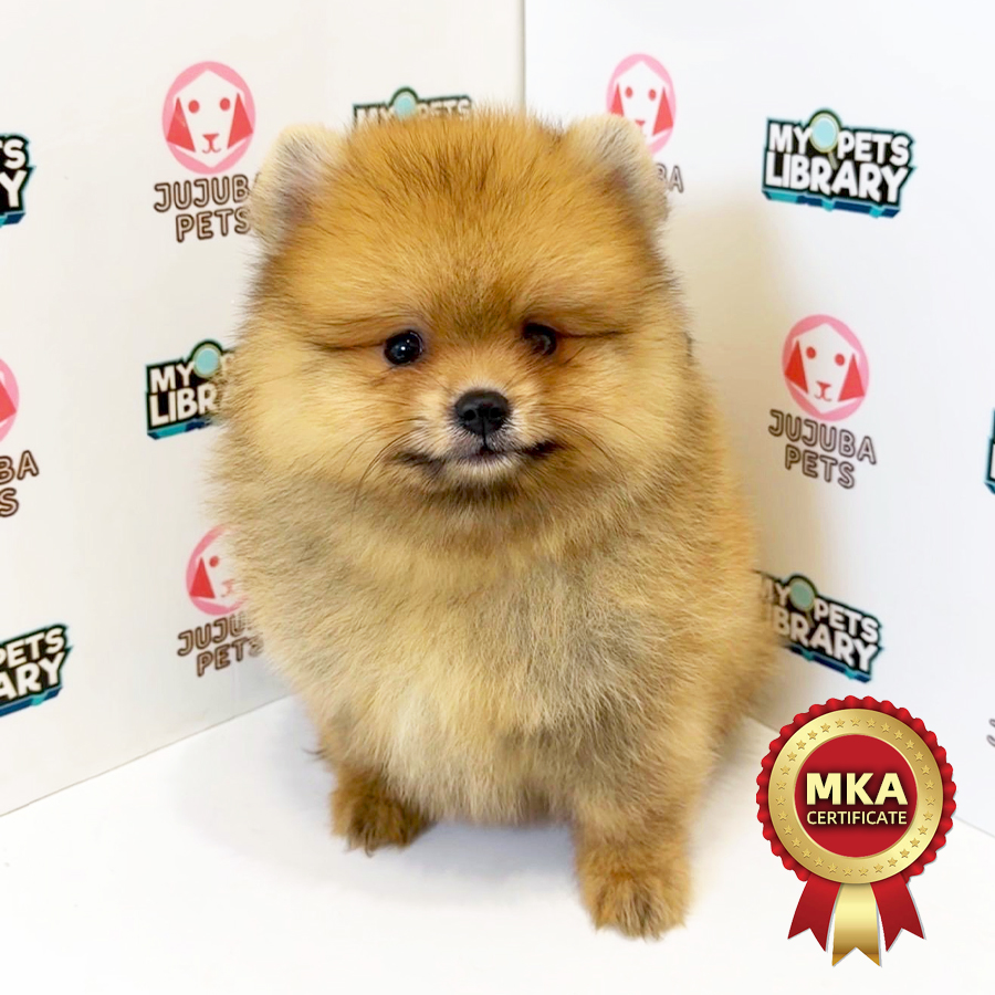MKA Pomeranian Puppy