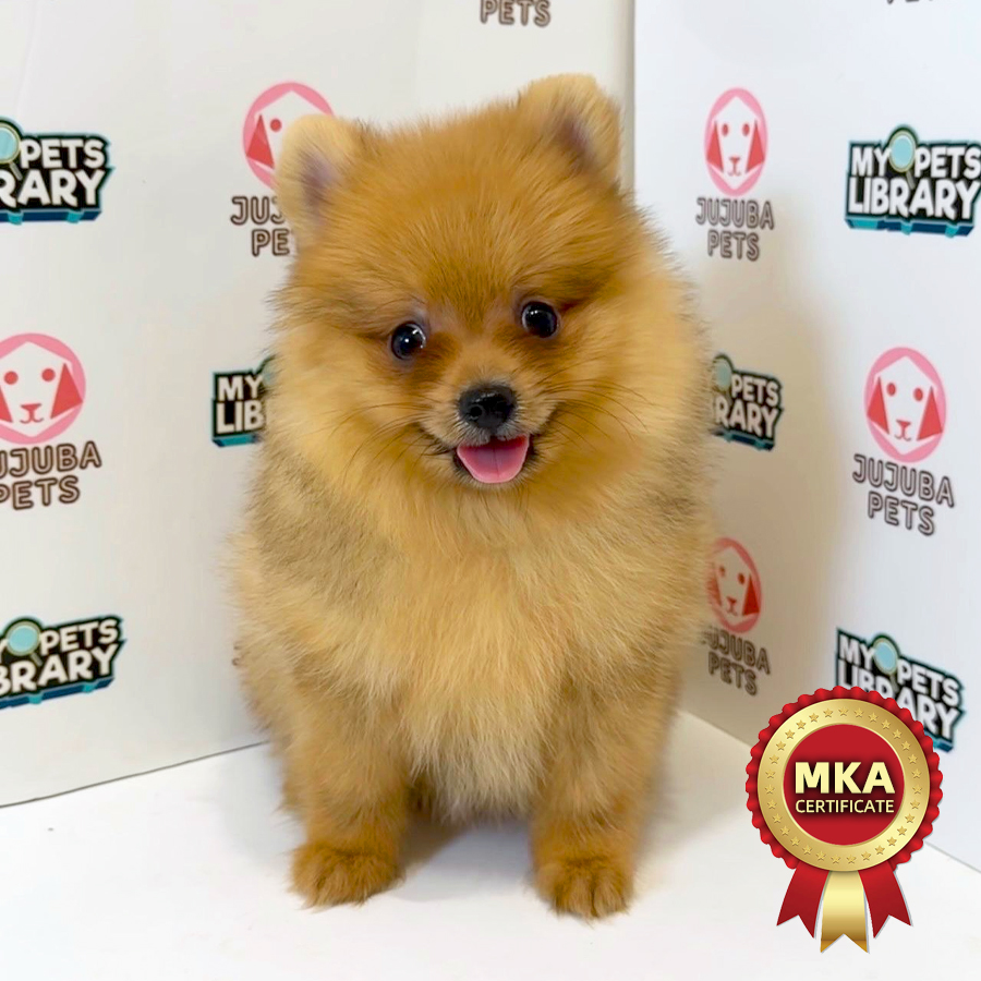 MKA Pomeranian Puppy