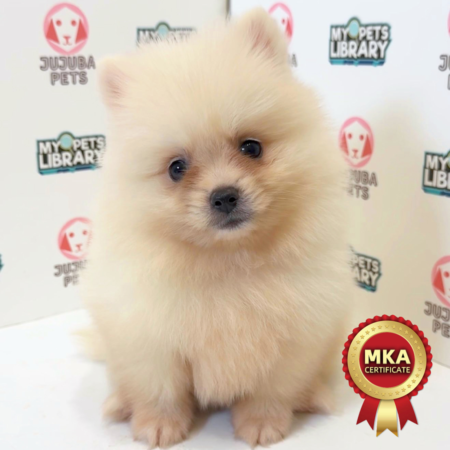 MKA Pomeranian Puppy