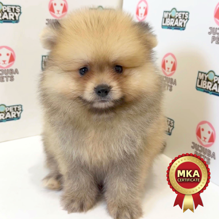 MKA Pomeranian Puppy