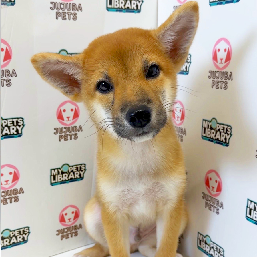 Mame Shiba Inu Puppy