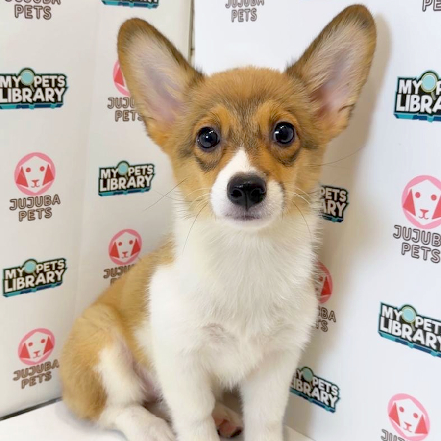 Welsh Corgi Puppy