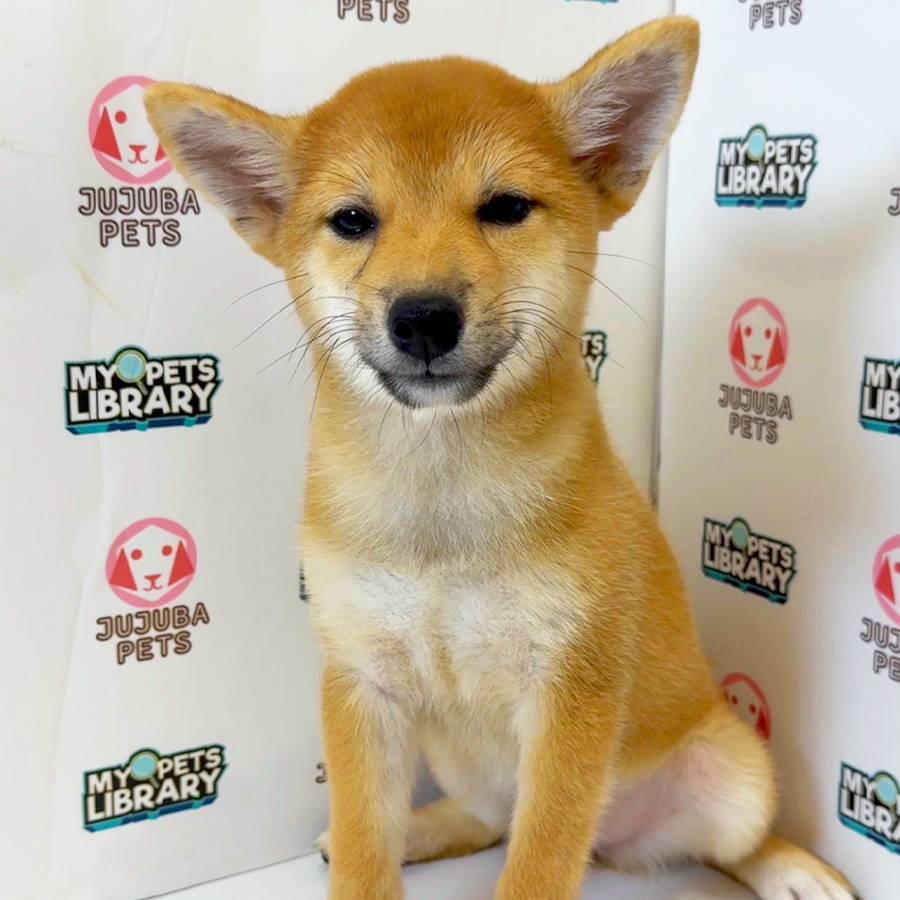 Mame Shiba Inu Puppy