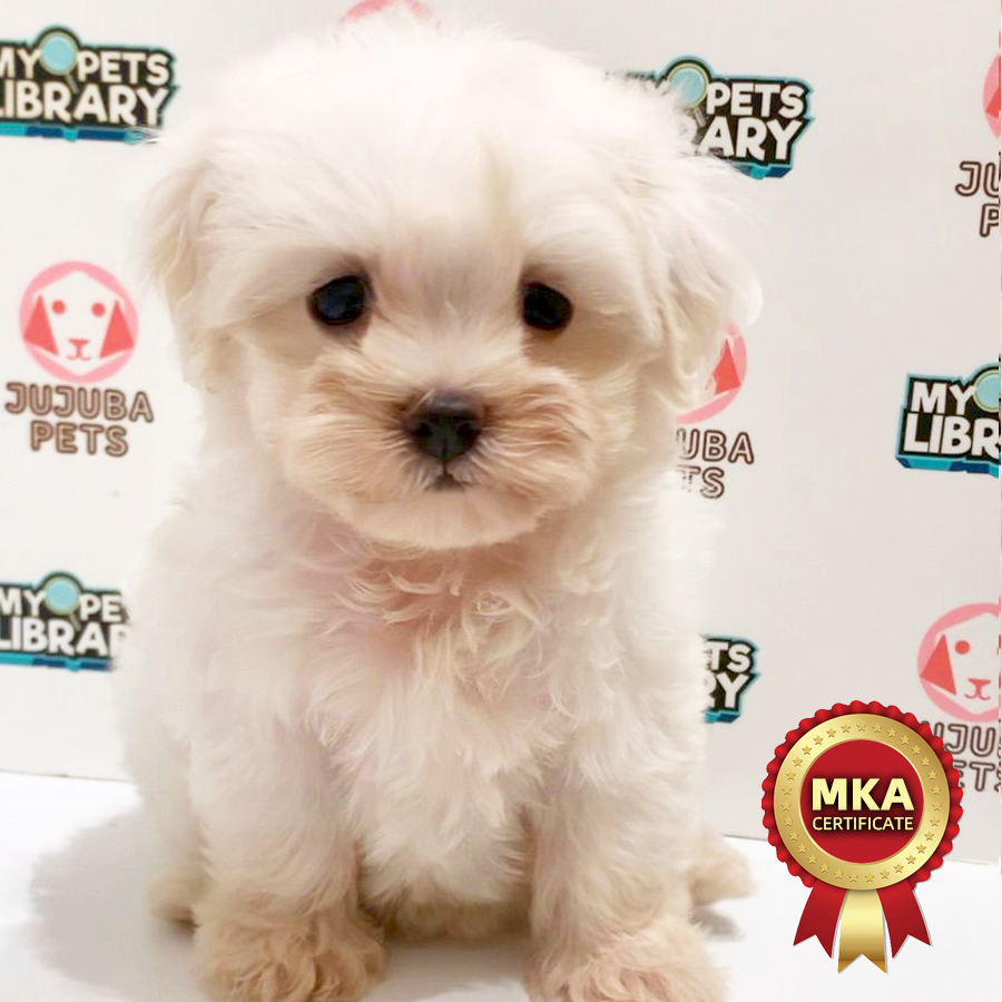 MKA Maltese Puppy