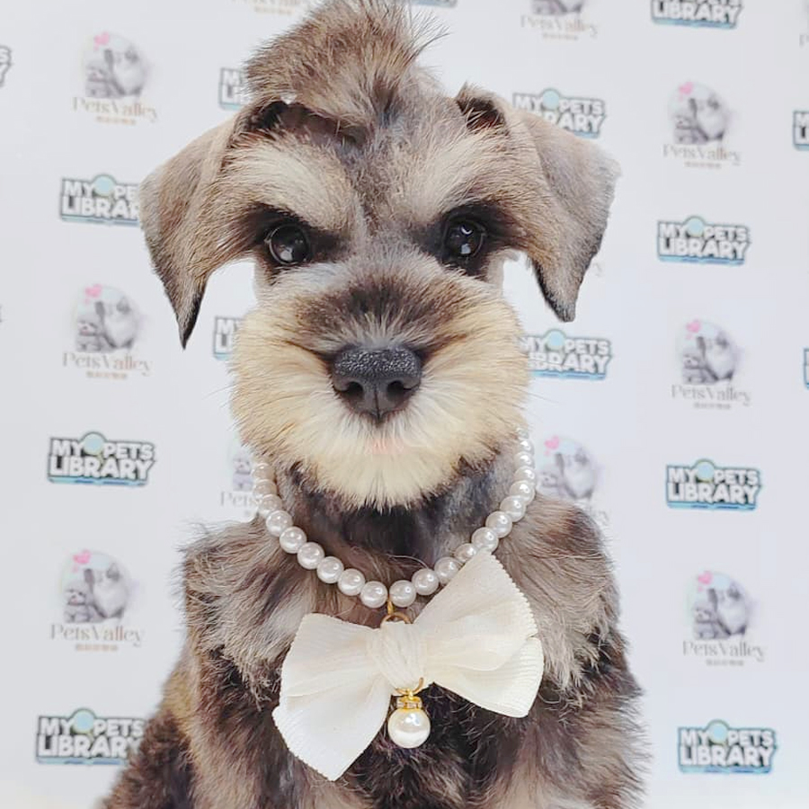 Schnauzer Puppy