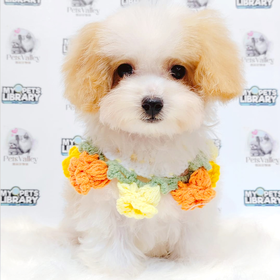 Maltipoo Puppy