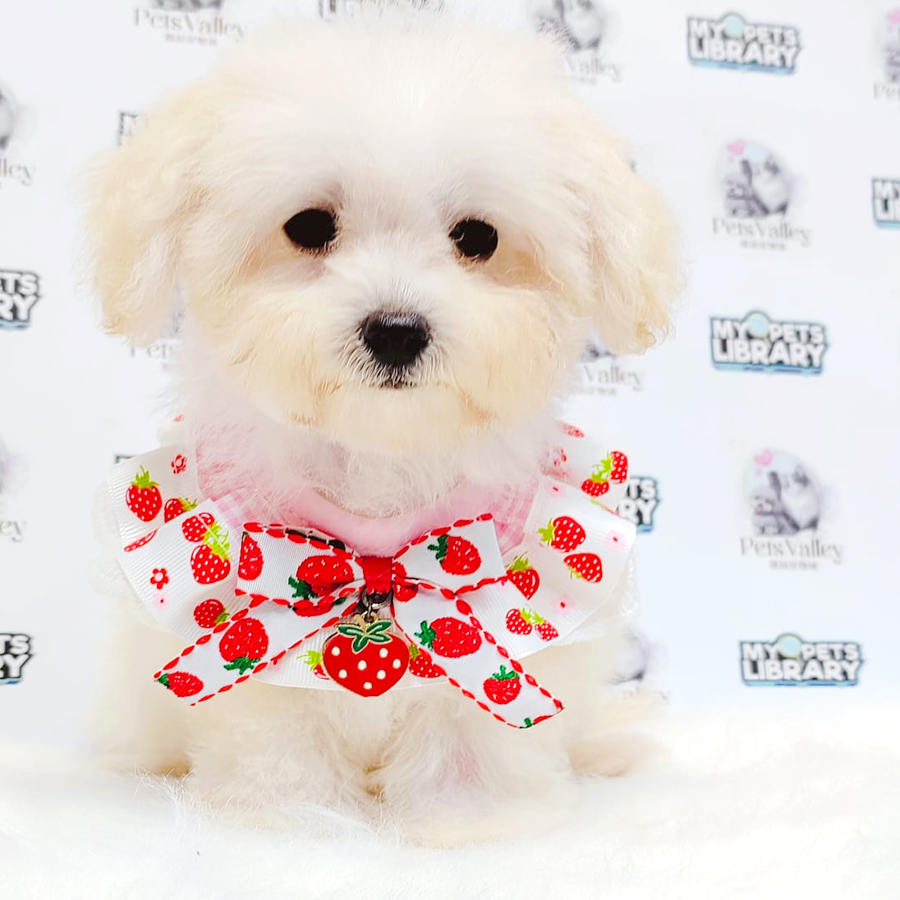 Poochon Puppy