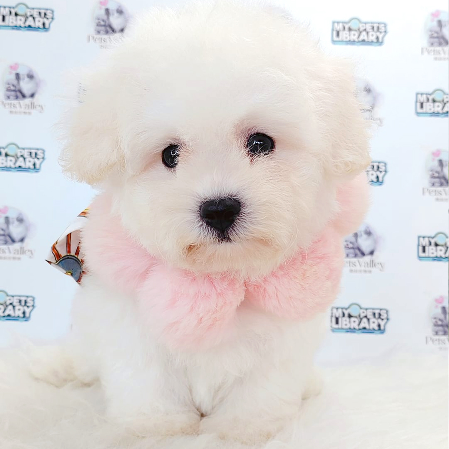Bichon Frise Puppy