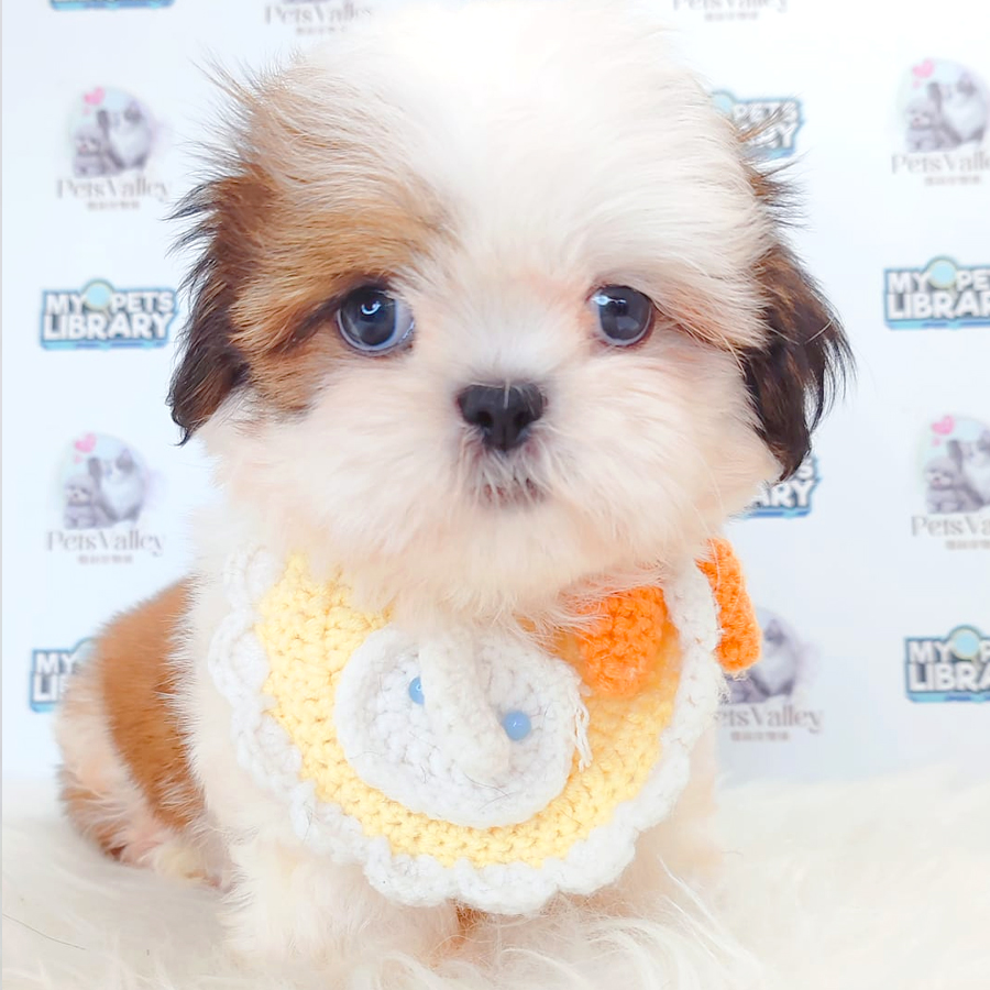 Shih Tzu Puppy