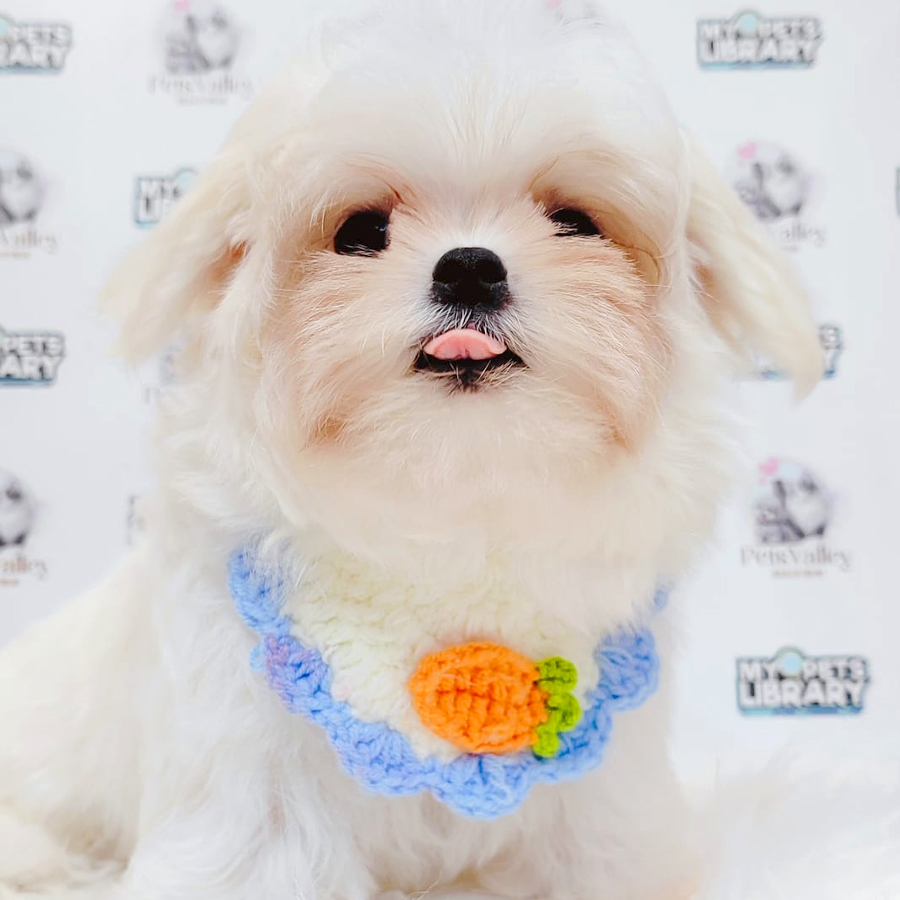 Maltese Puppy