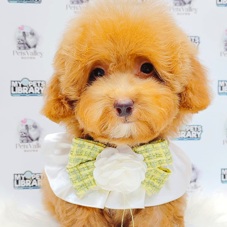 Toy Poodle Puppy