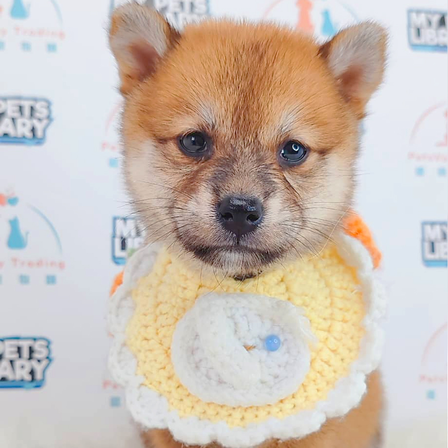 Mame Shiba Inu Puppy