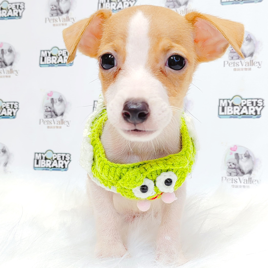 Jack Russell Puppy