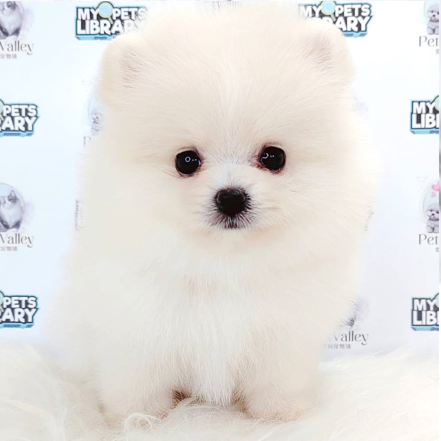Pomeranian Puppy