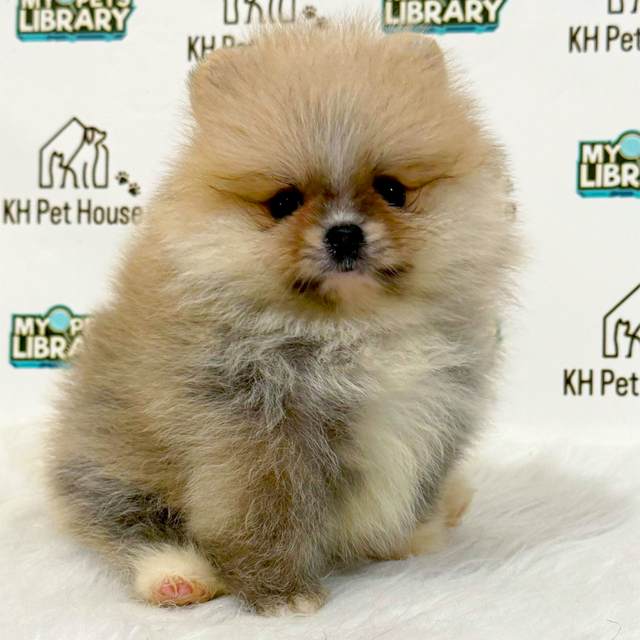 Pomeranian Puppy