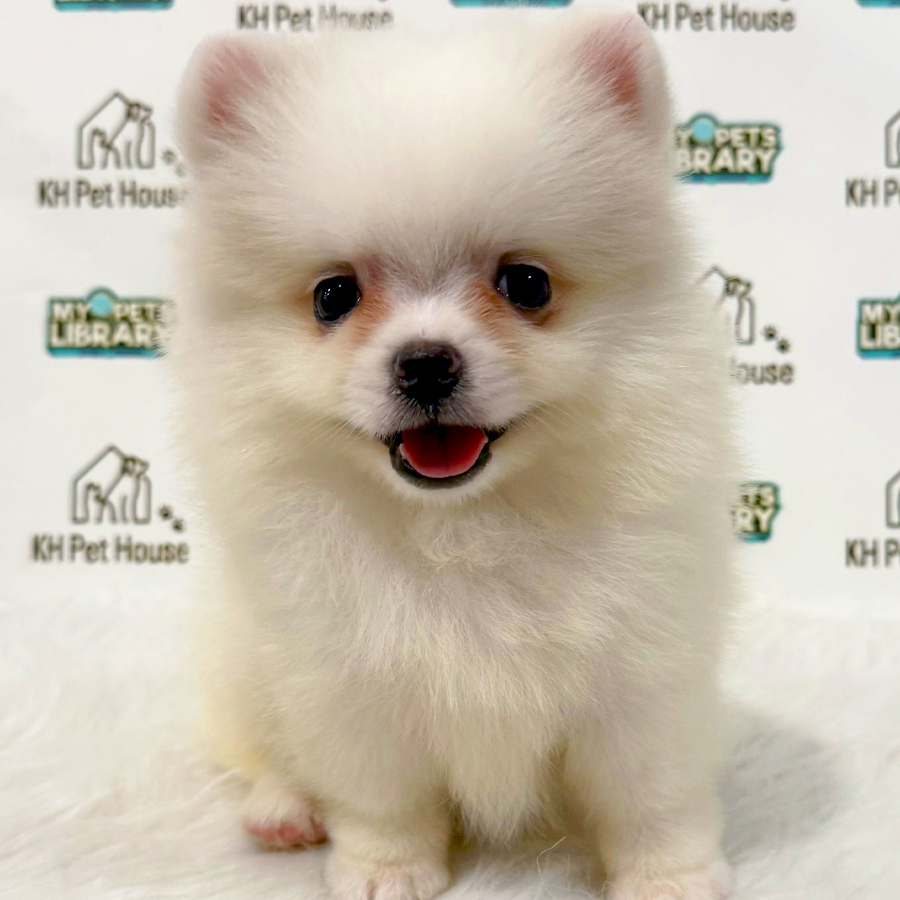Pomeranian Puppy