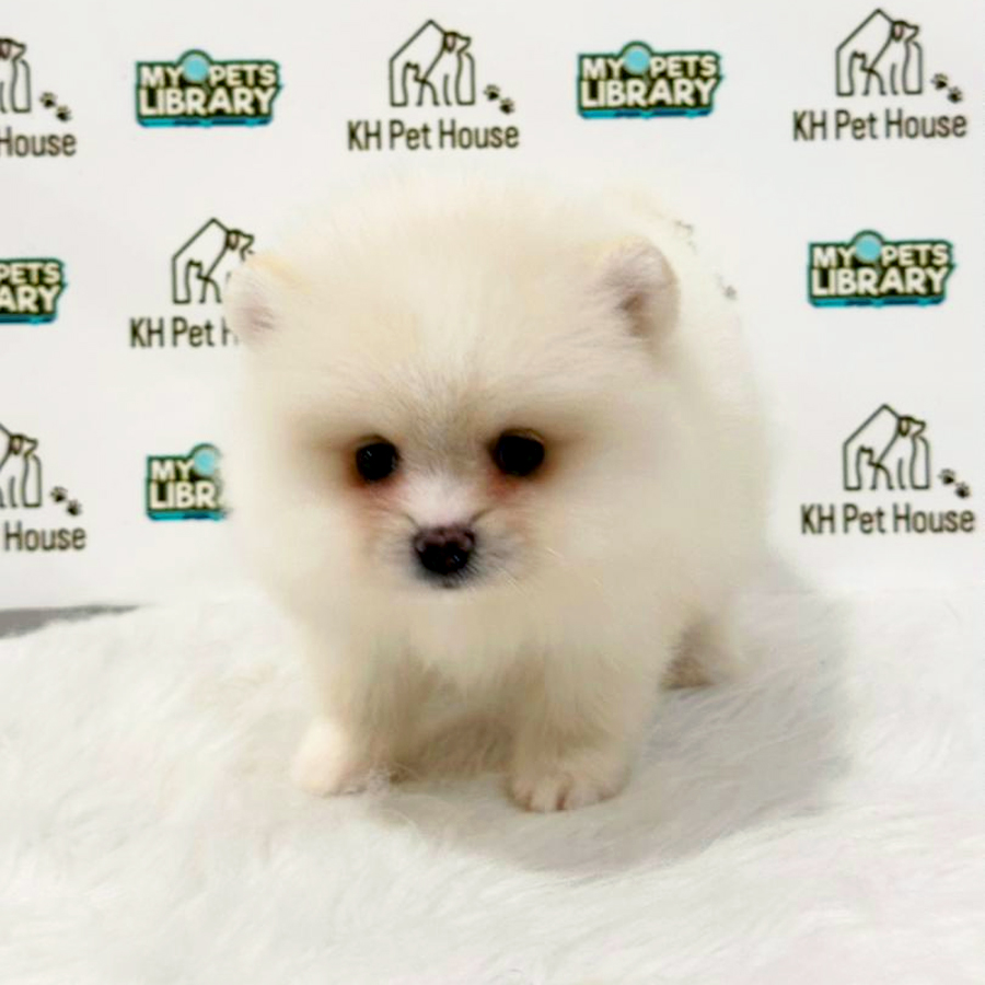 Pomeranian Puppy