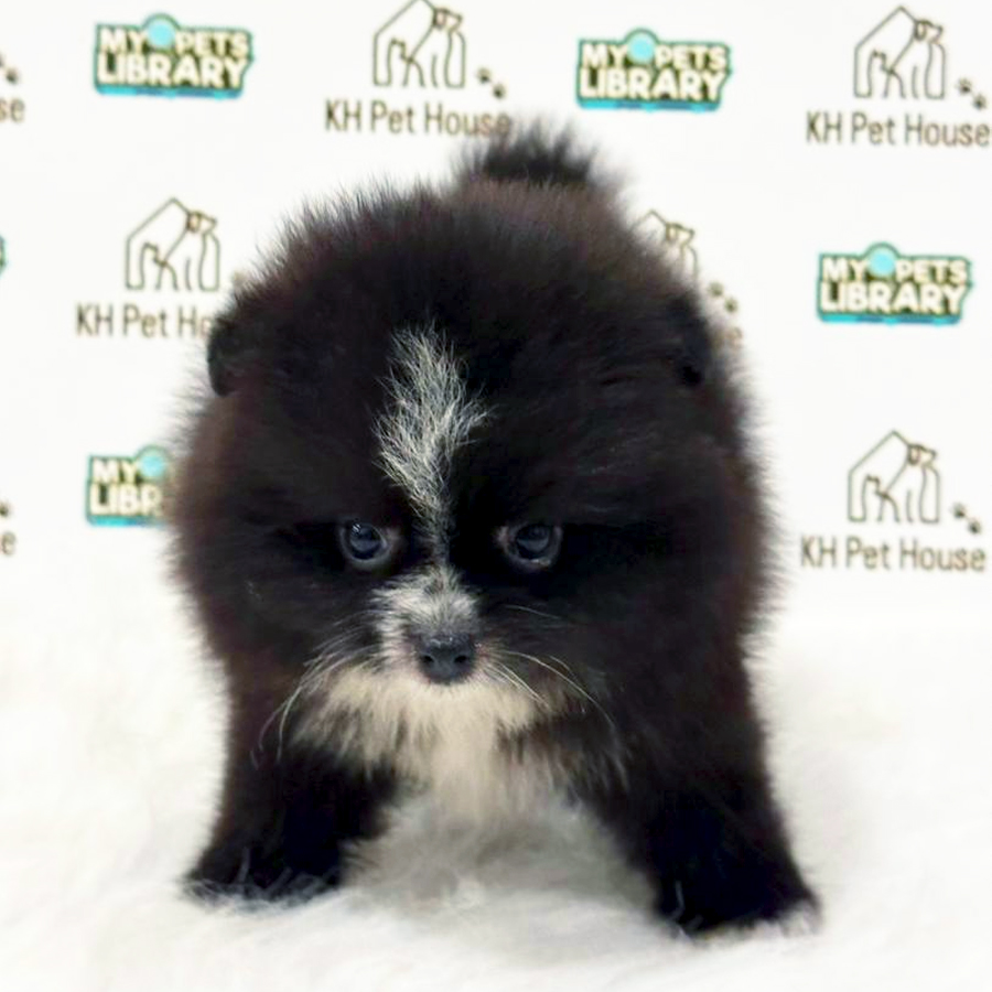 Pomeranian Puppy