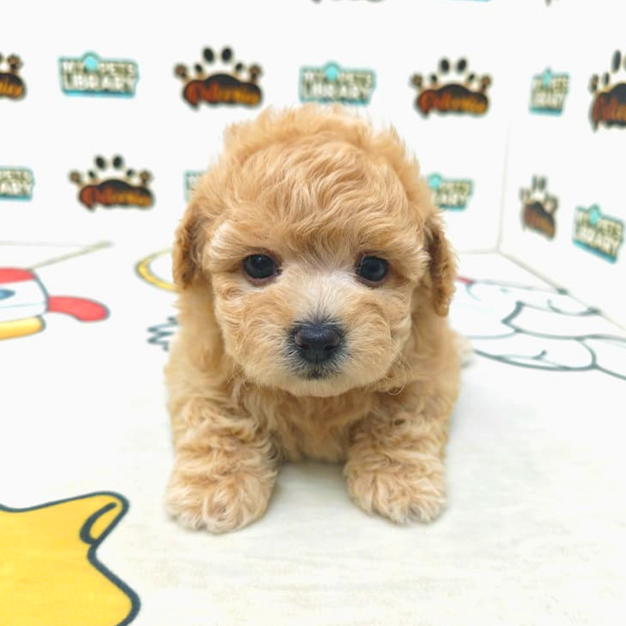 Maltipoo Puppy