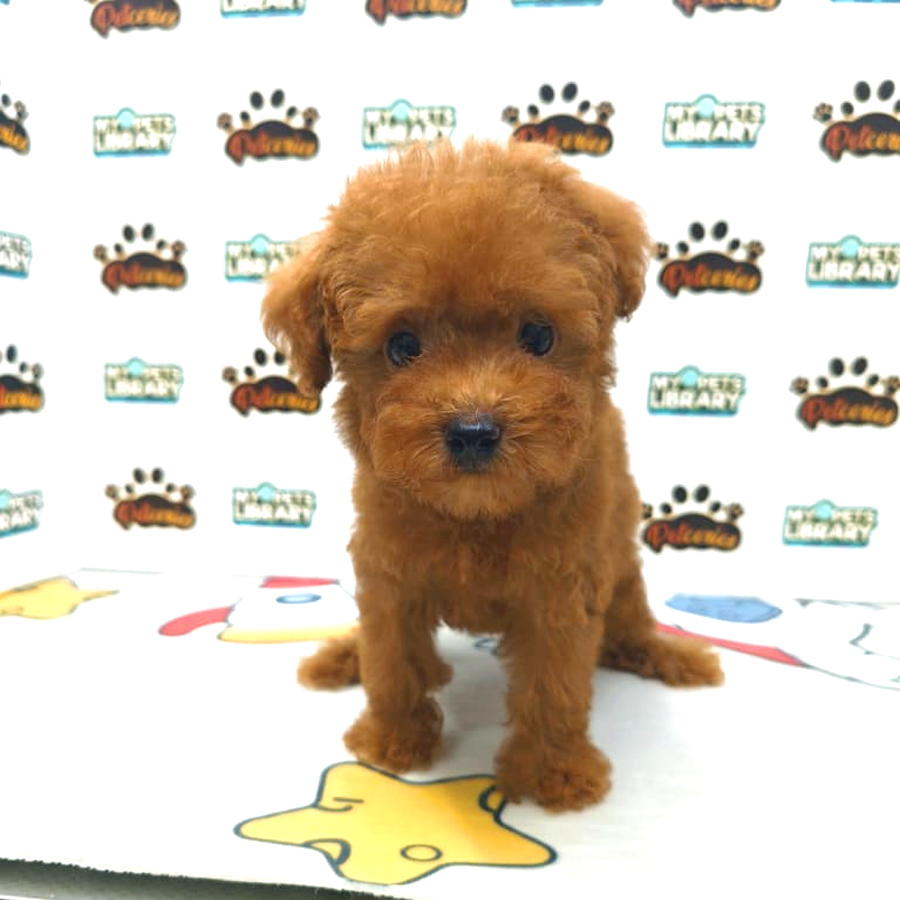 Tiny Poodle Puppy