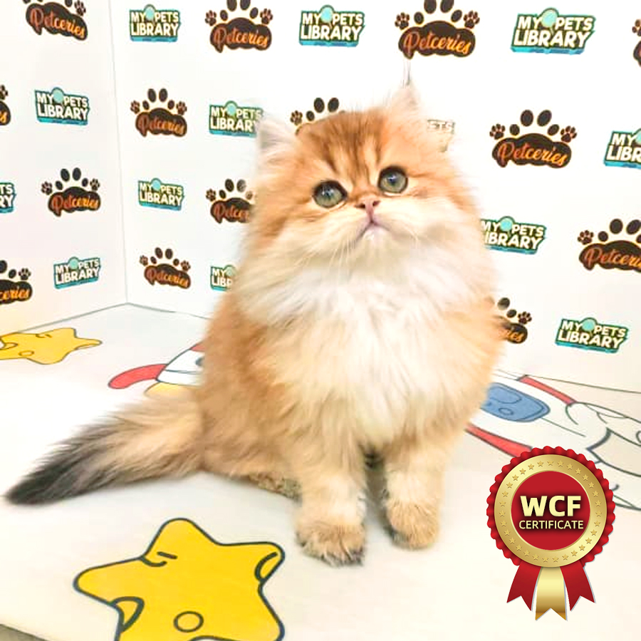 WCF British Longhair Kitten