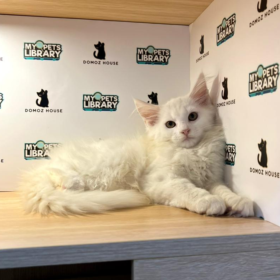 Maine Coon Kitten