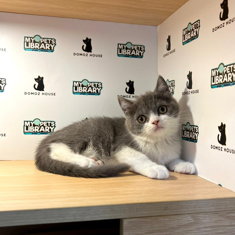 British Shorthair Kitten