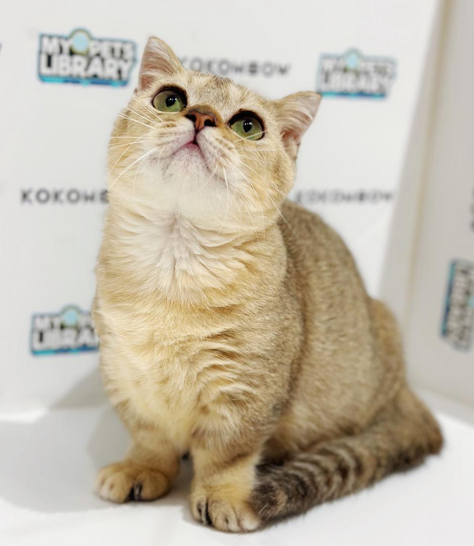 Super Short Munchkin British Shorthair Kitten