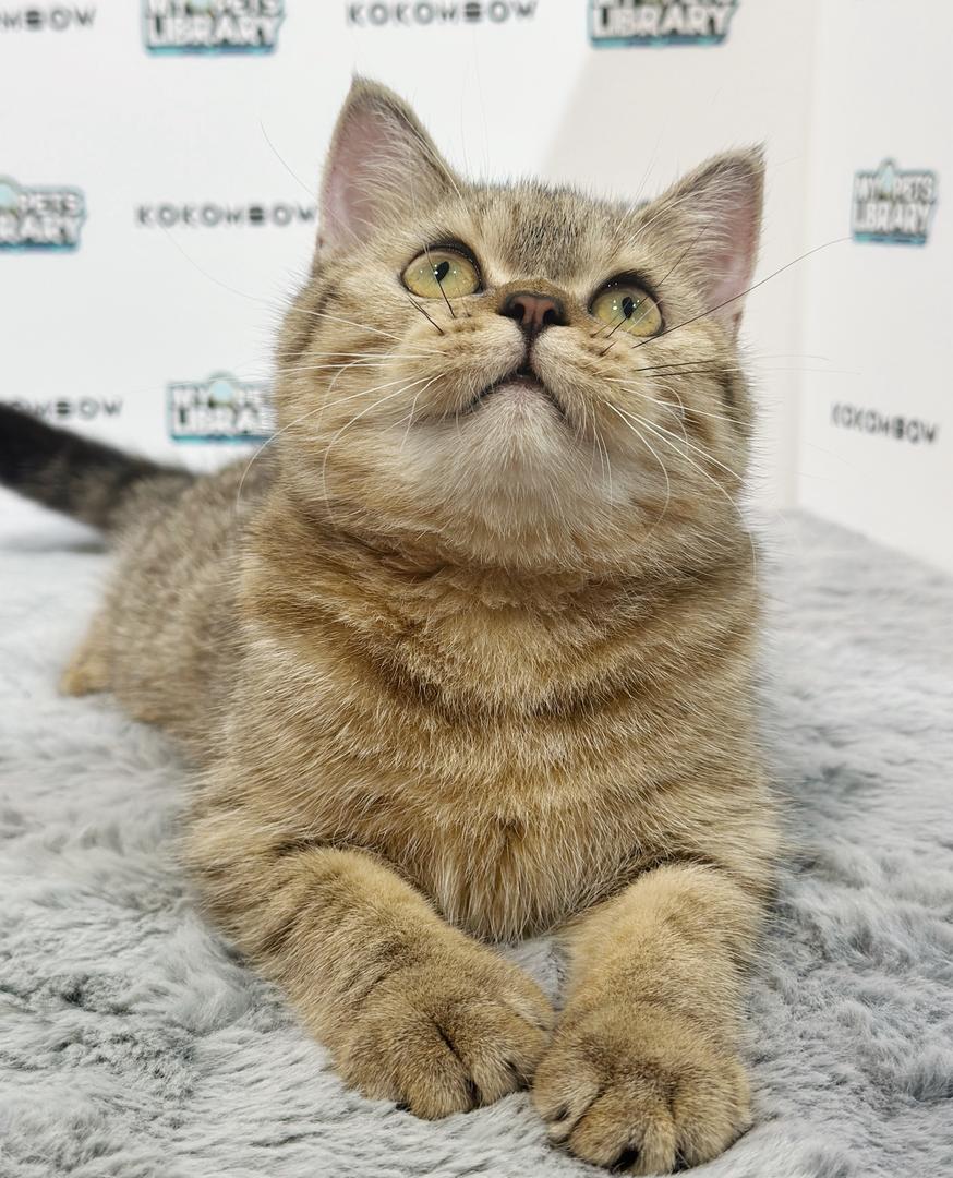 British Shorthair Kitten