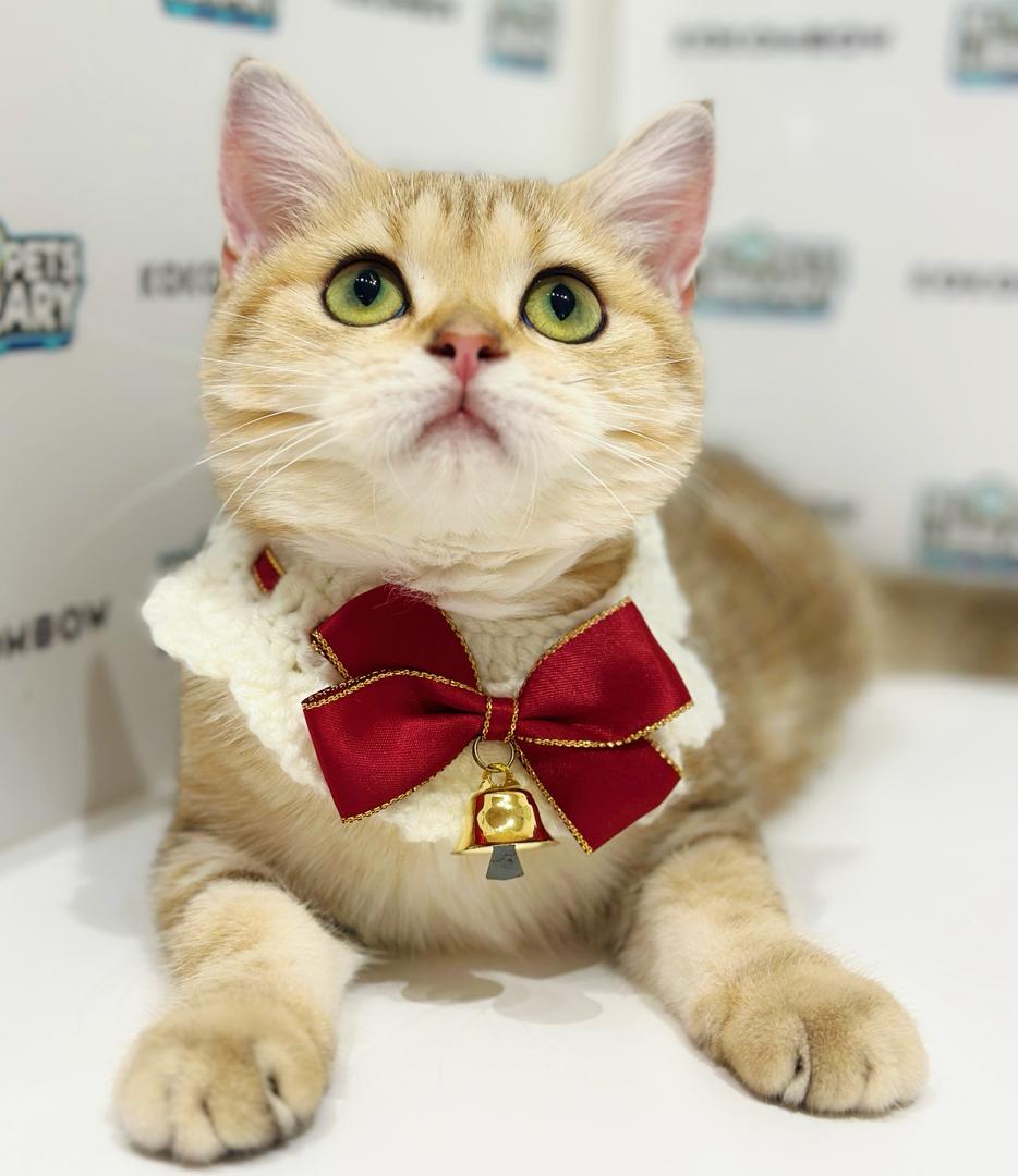 British Shorthair Kitten