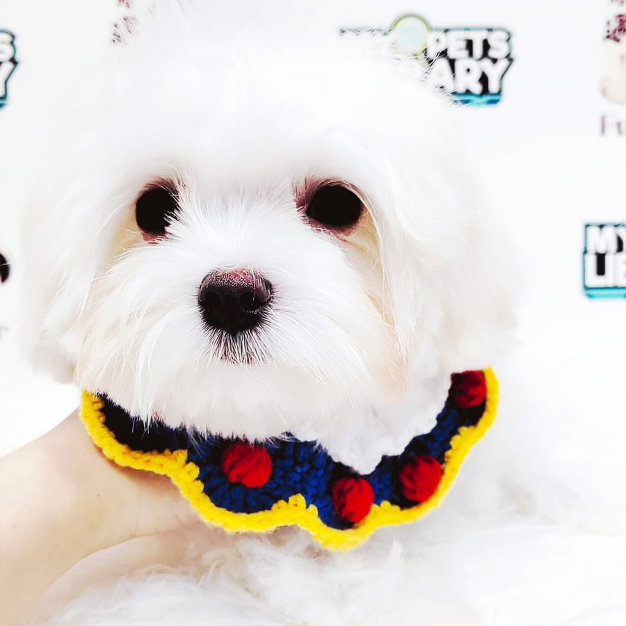 Maltese Puppy